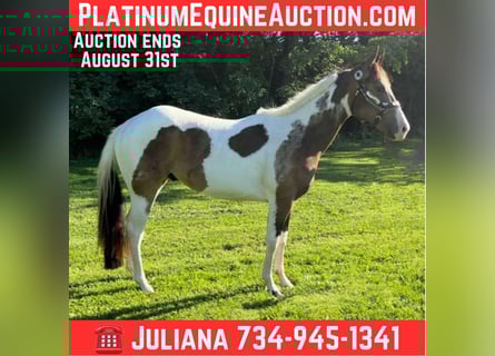 Paint Horse, Wallach, 2 Jahre, Tobiano-alle-Farben