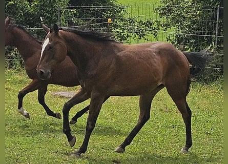 Paint Horse, Wallach, 3 Jahre, 152 cm, Brauner