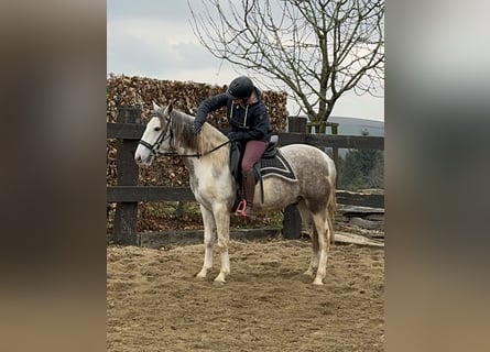 Paint Horse Mix, Wallach, 3 Jahre, 153 cm, Schecke