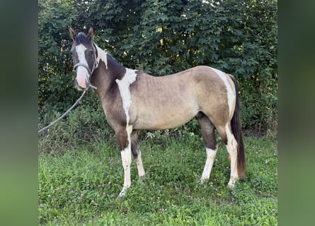 Paint Horse, Wallach, 3 Jahre, 155 cm, Grullo