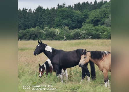 Paint Horse Mix, Wallach, 3 Jahre, 160 cm