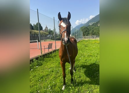 Paint Horse, Wallach, 3 Jahre