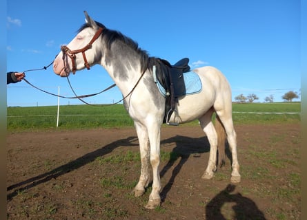 Paint Horse Mix, Wallach, 4 Jahre, 145 cm, Tobiano-alle-Farben