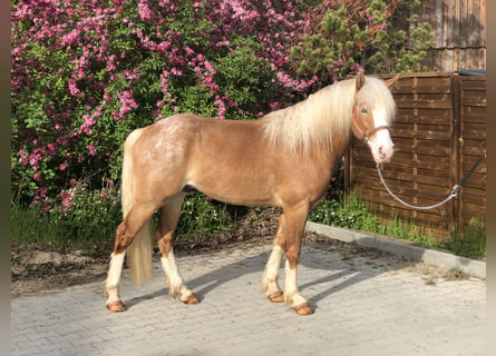 Paint Horse, Wallach, 4 Jahre, 147 cm, Cremello