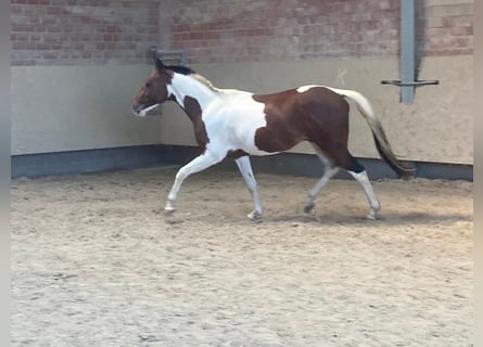 Paint Horse, Wallach, 4 Jahre, 152 cm, Schecke