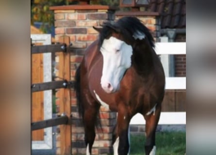 Paint Horse Mix, Wallach, 4 Jahre, 155 cm, Tovero-alle-Farben