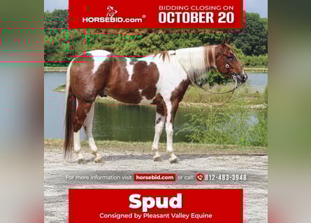 Paint Horse, Wallach, 4 Jahre, 157 cm, Tobiano-alle-Farben