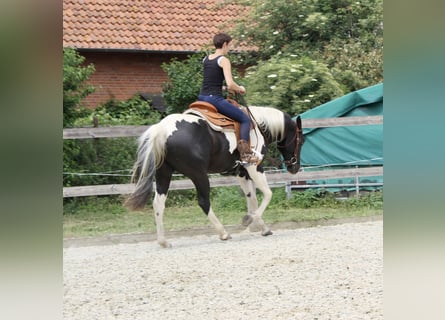 Paint Horse, Wallach, 4 Jahre, 160 cm, Tobiano-alle-Farben