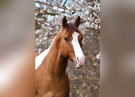 Paint Horse, Wallach, 5 Jahre, 140 cm, Tobiano-alle-Farben