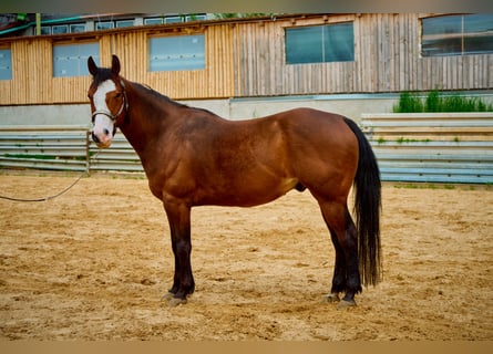 Paint Horse, Wallach, 5 Jahre, 147 cm, Overo-alle-Farben