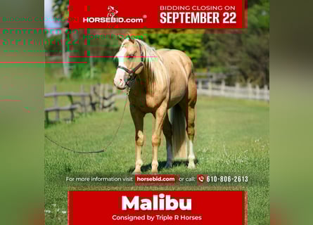 Paint Horse, Wallach, 5 Jahre, 152 cm, Palomino