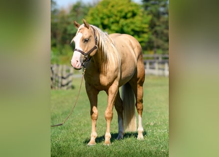 Paint Horse, Wallach, 5 Jahre, 152 cm, Palomino