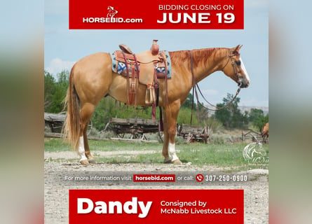 Paint Horse, Wallach, 6 Jahre, 152 cm, Red Dun