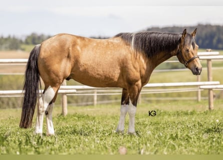 Paint Horse, Wallach, 6 Jahre, 153 cm, Tobiano-alle-Farben