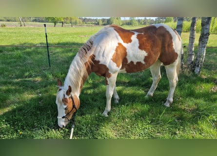 Paint Horse, Wallach, 6 Jahre, 153 cm, Tovero-alle-Farben