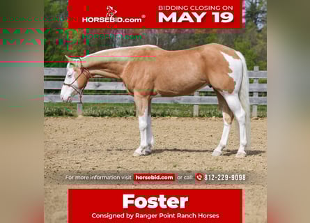 Paint Horse, Wallach, 6 Jahre, 160 cm, Palomino