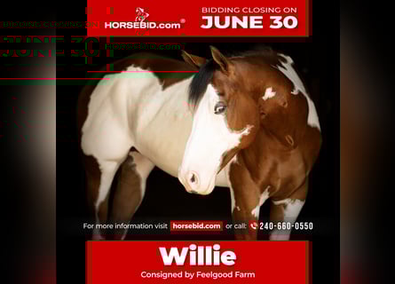 Paint Horse, Wallach, 6 Jahre, 163 cm