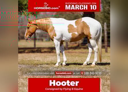 Paint Horse, Wallach, 9 Jahre, 150 cm, Tobiano-alle-Farben