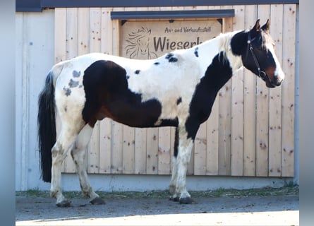 Paint Horse, Wallach, 9 Jahre, 155 cm, Schecke