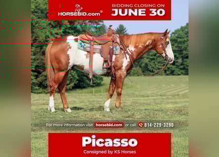 Paint Horse, Wallach, 9 Jahre, 155 cm