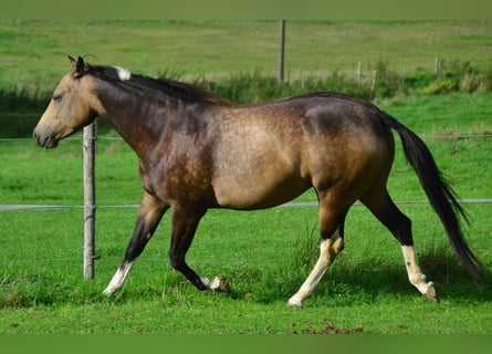 Paint Horse, Yegua, 11 años, 147 cm, Buckskin/Bayo