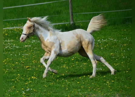Paint Horse, Yegua, 1 año, 150 cm, Champán