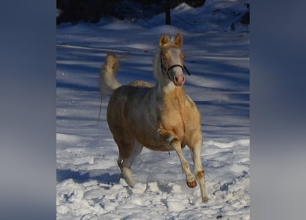 Paint Horse, Yegua, 1 año, 150 cm, Champán