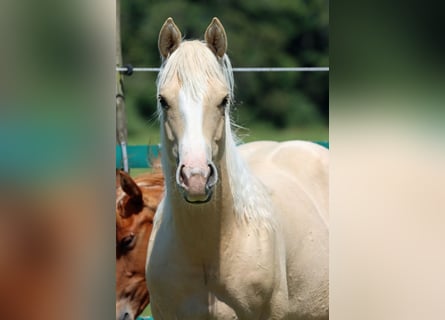Paint Horse, Yegua, 1 año, 150 cm, Palomino