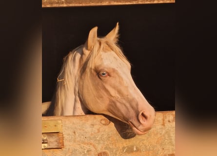 Paint Horse, Yegua, 1 año, 155 cm, Champán