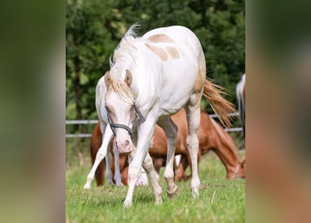 Paint Horse, Yegua, 1 año, 155 cm, Champán