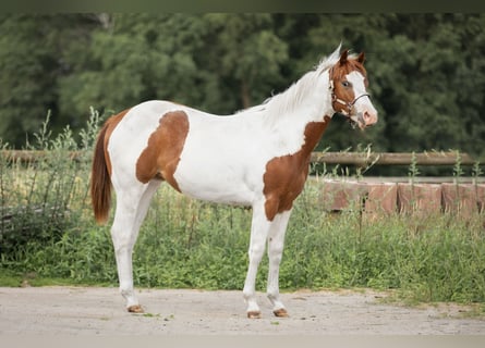Paint Horse, Yegua, 1 año, Tobiano-todas las-capas