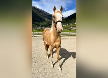 Paint Horse, Yegua, 2 años, 150 cm, Palomino