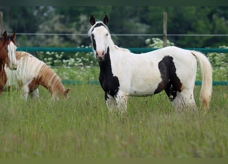 Paint Horse, Yegua, 2 años, 150 cm, Tovero-todas las-capas
