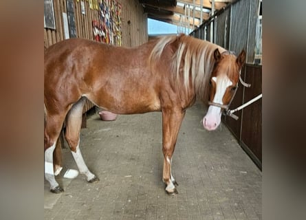 Paint Horse, Yegua, 2 años, 152 cm, Alazán