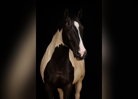 Paint Horse, Yegua, 2 años, 154 cm, Tobiano-todas las-capas