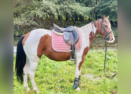 Paint Horse, Yegua, 3 años, 143 cm, Pío