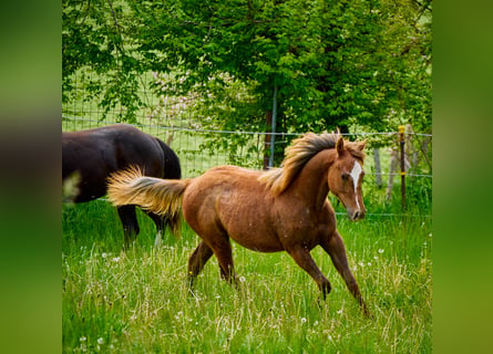 Paint Horse, Yegua, 3 años, 150 cm, Alazán