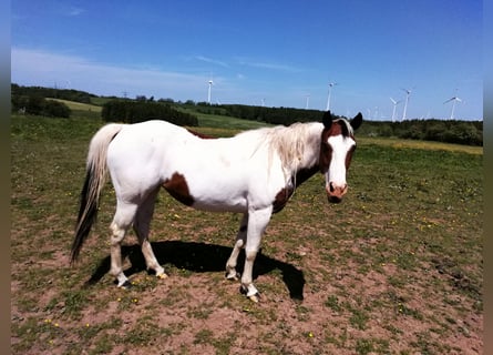 Paint Horse, Yegua, 3 años, 150 cm, Overo-todas las-capas