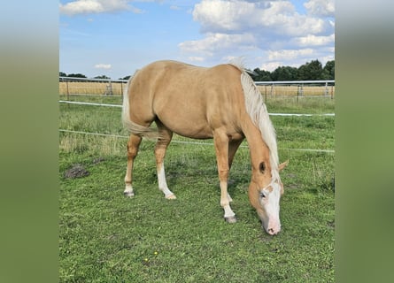 Paint Horse, Yegua, 3 años, 150 cm, Palomino