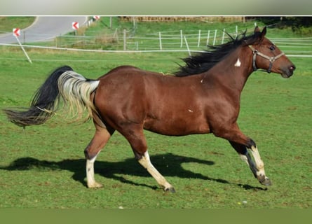 Paint Horse, Yegua, 3 años, 154 cm, Tobiano-todas las-capas