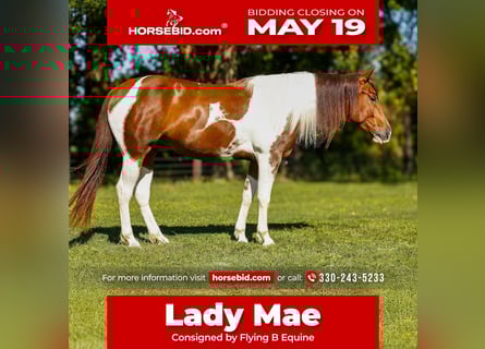 Paint Horse, Yegua, 4 años, 145 cm, Tobiano-todas las-capas