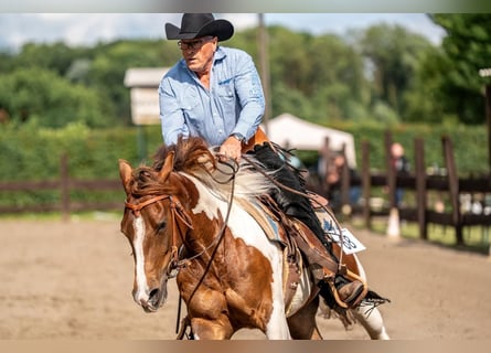 Paint Horse, Yegua, 4 años, 151 cm, Tobiano-todas las-capas