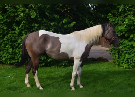 Paint Horse, Yegua, 4 años, 152 cm, Grullo