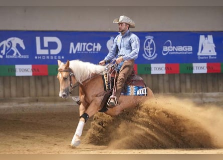 Paint Horse, Yegua, 4 años, 154 cm, Palomino