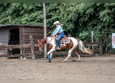 Paint Horse, Yegua, 4 años, 155 cm, Tobiano-todas las-capas