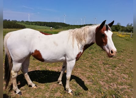 Paint Horse, Yegua, 6 años, 150 cm, Overo-todas las-capas