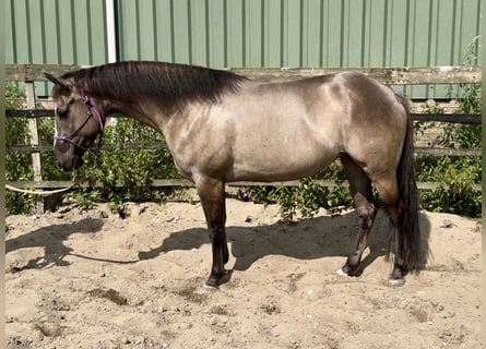 Paint Horse, Yegua, 6 años, 152 cm, Grullo