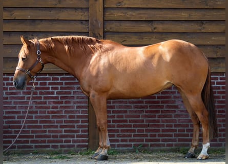 Paint Horse, Yegua, 8 años, 145 cm, Red Dun/Cervuno