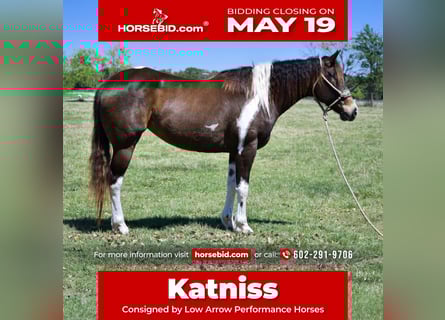 Paint Horse, Yegua, 8 años, 152 cm, Tobiano-todas las-capas