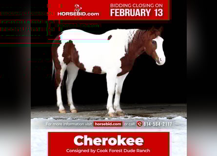 Paint Horse, Yegua, 8 años